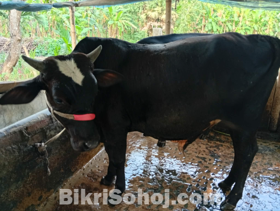 সুস্থ কোরবানির গরু বিক্রি হবে